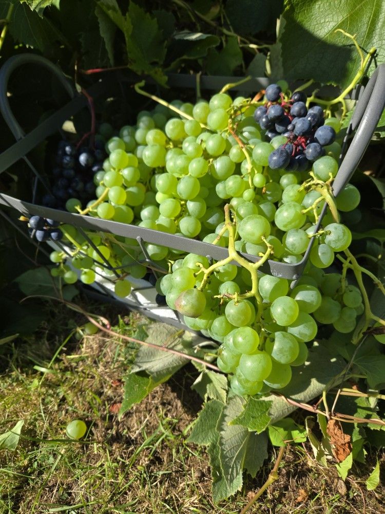 Grapes