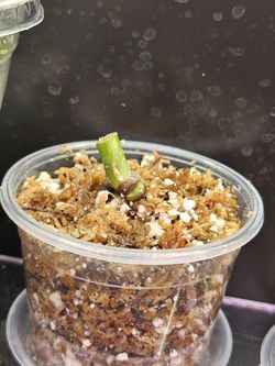 Monstera Green On Green Node