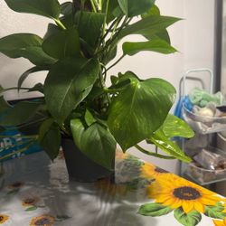 Golden Pothos