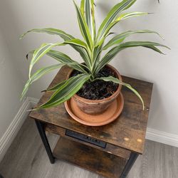 Serene Houseplants (2 big, 2 small )