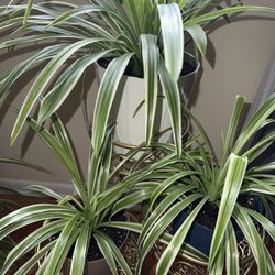 Healthy Huge Spider Plants + Golden metallic foldable plant stand for 3 plants - Height 26inch