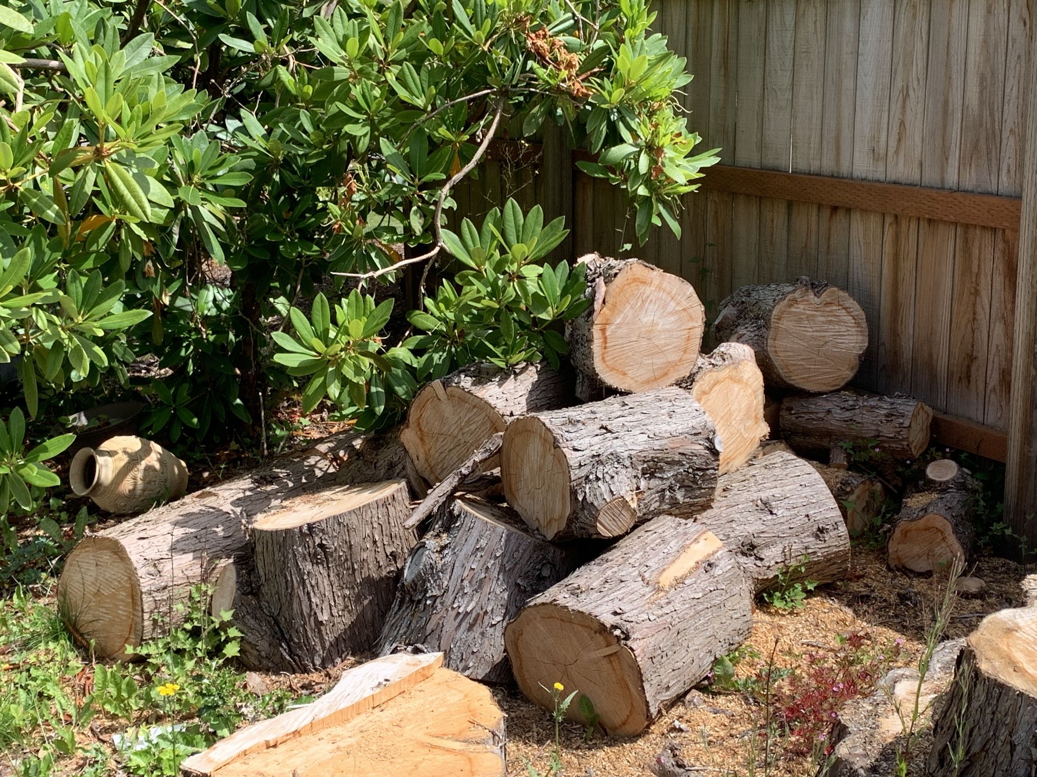 Free Firewood