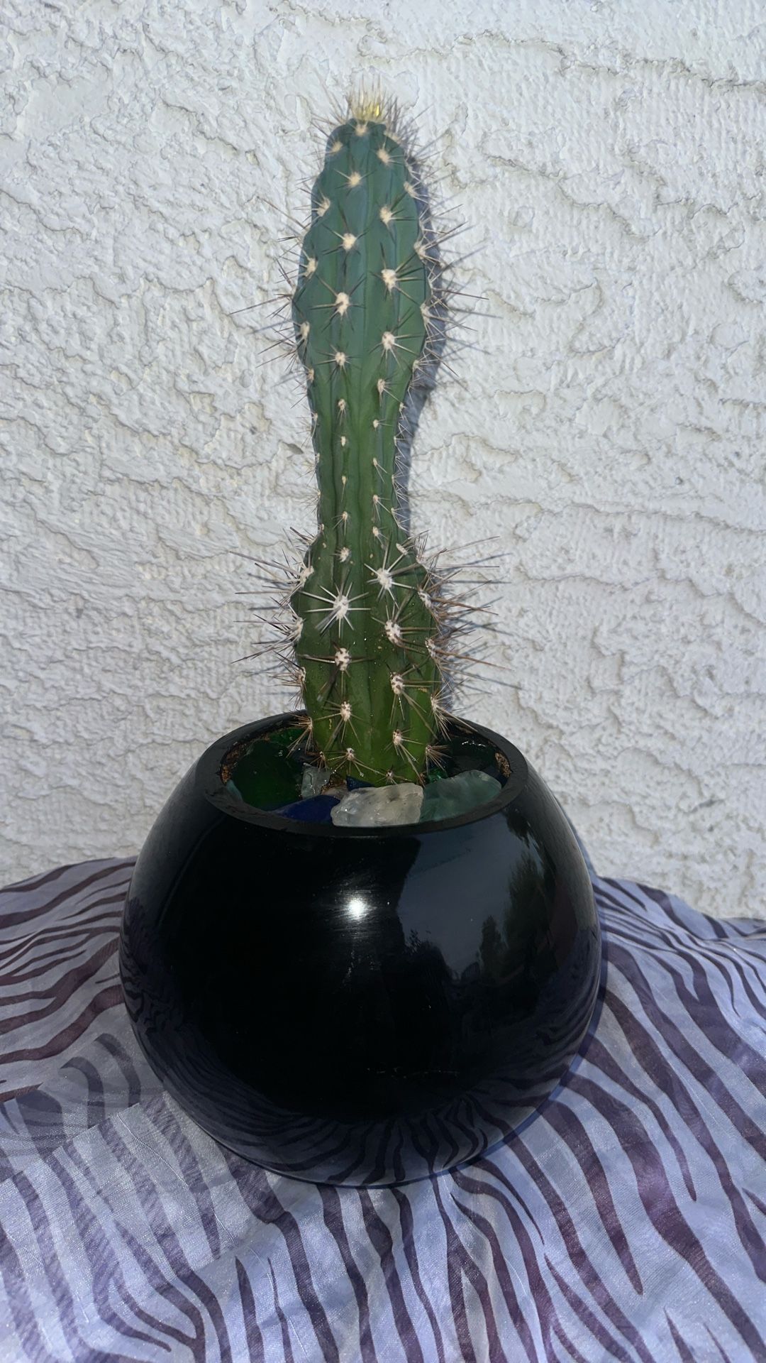 Ceramic Round Thick Mirrored Flower Pot With The Cactus 🌵 Plant, Soil & Decorative Glass-great Condition 