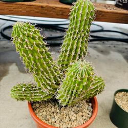euphorbia columnaris Imported Plant