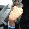 ROCKCAT