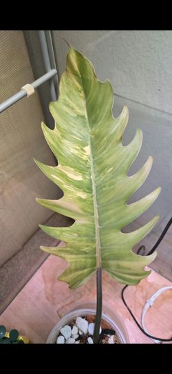 Philodendron Caramel Marble from Thailand