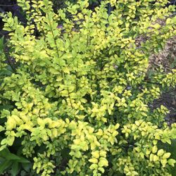 Ligustrum Sunshine Shrub 1 Extra Large 3 Gallon Plant | Lustrous Garden Shrub