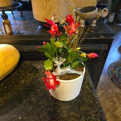 Sweet Christmas Cactus In 4in Ceramic Pot With Ornament 