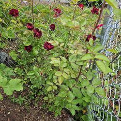 Garden Plant Rose 