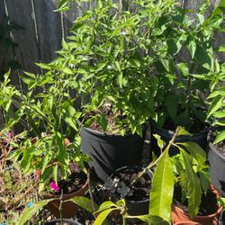 Pepper Plants 