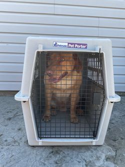 Dog cage
