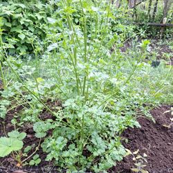Flat Leaf Parsley 