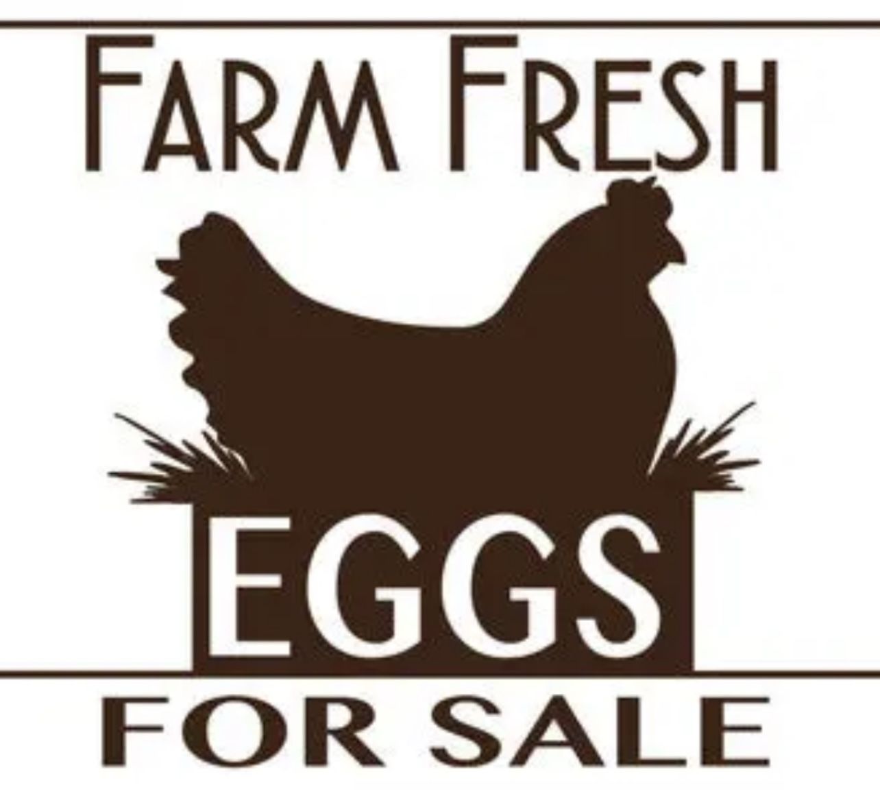 Fresh Eggs