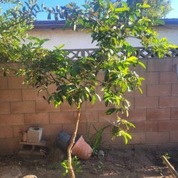 Guayaba tree