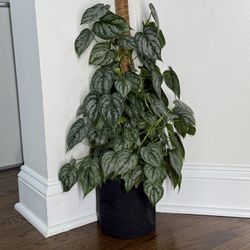 Philodendron Brandi Plant