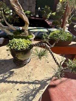 bonsai(black pine)