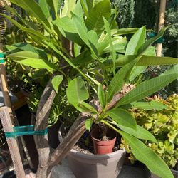 Plumeria $$$38 Each