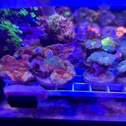 Coral frags