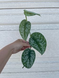 Scindapsus exotica plant CUTTING