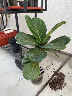 Fiddle Leaf Fig Live Plant