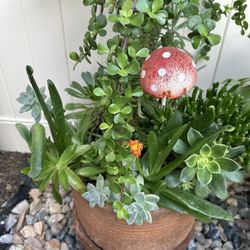 Assorted Succulent Plants 