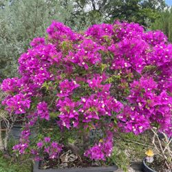 Bougainvillea bonsai on sale now $350