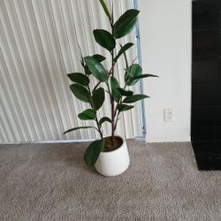 Artifical RUBBER PLANT