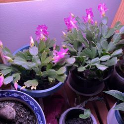  Zygocactus Seeds Crab Cactus, Christmas Cactus Ornamental Garden Decorate 