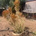 Giant Pencil Cactus