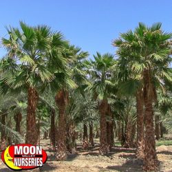 Mexican Fan Palms - $15/ft CLEARANCE / 10' BTH -30'+ BTH  / Moon Valley Nurseries