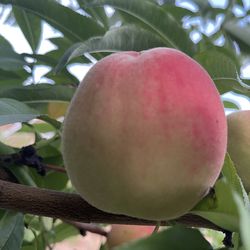 White Peach tree