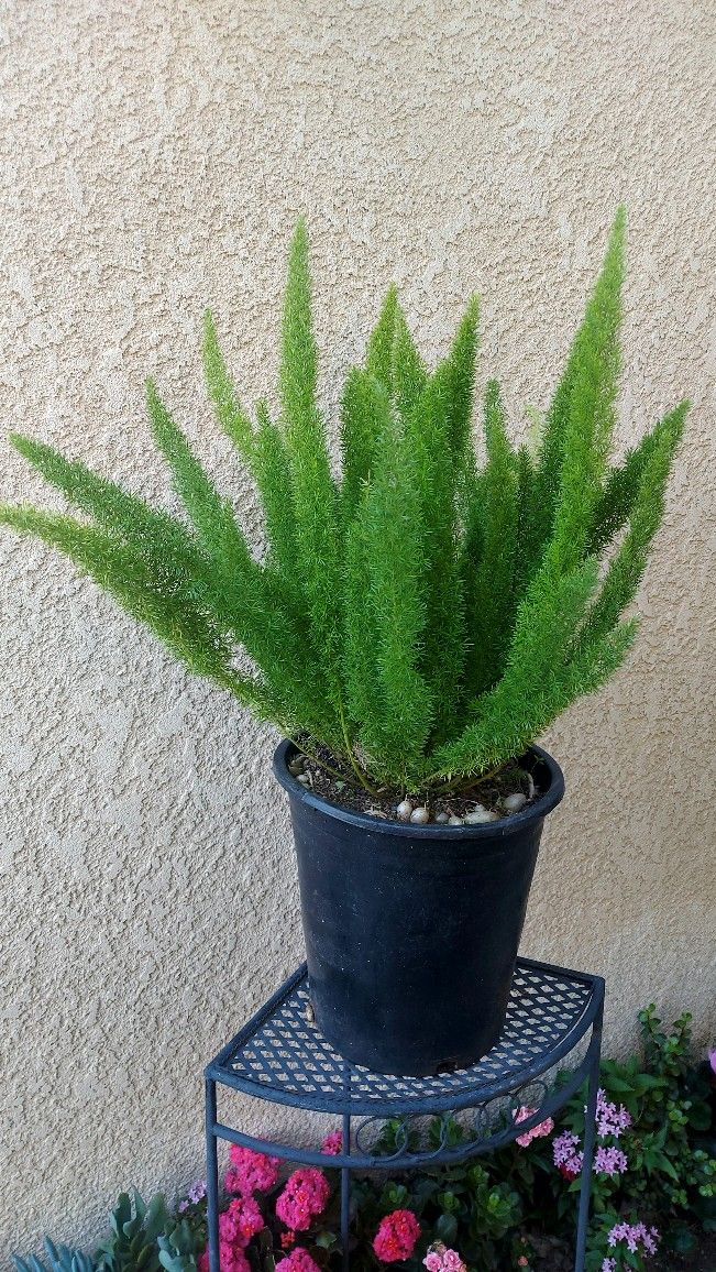 Foxtail or Asparagus Fern Plant $30