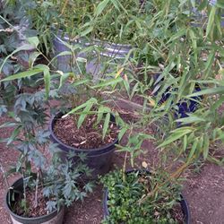 Plants