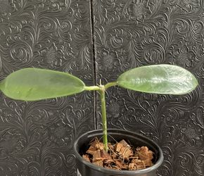 Hoya Meliflua Rooted Plant