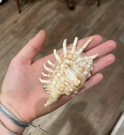 Millipede Conch Sea Shell