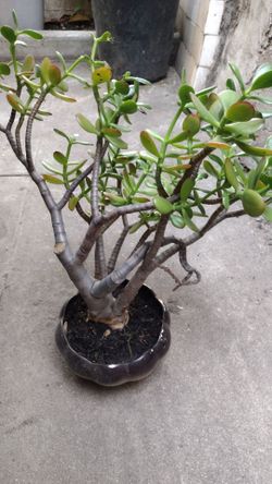 25 years old jade bonsai