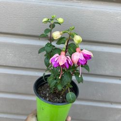 4” fuchsia plant