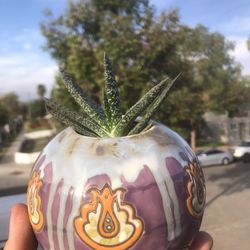 Succulent Plant  In Ceramic Pot 