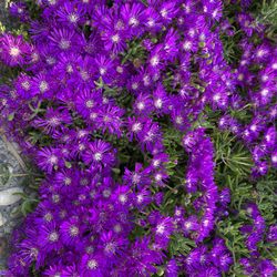 100 cuttings of Creeping Ice Plant Purple Ground Cover RARE Cactus Succulent