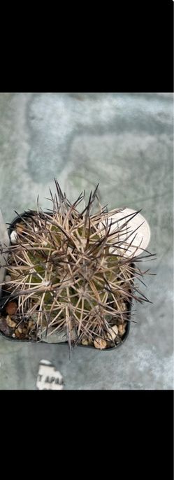 Copiapoa
