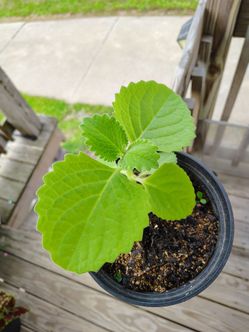 Coleus Amboinicus