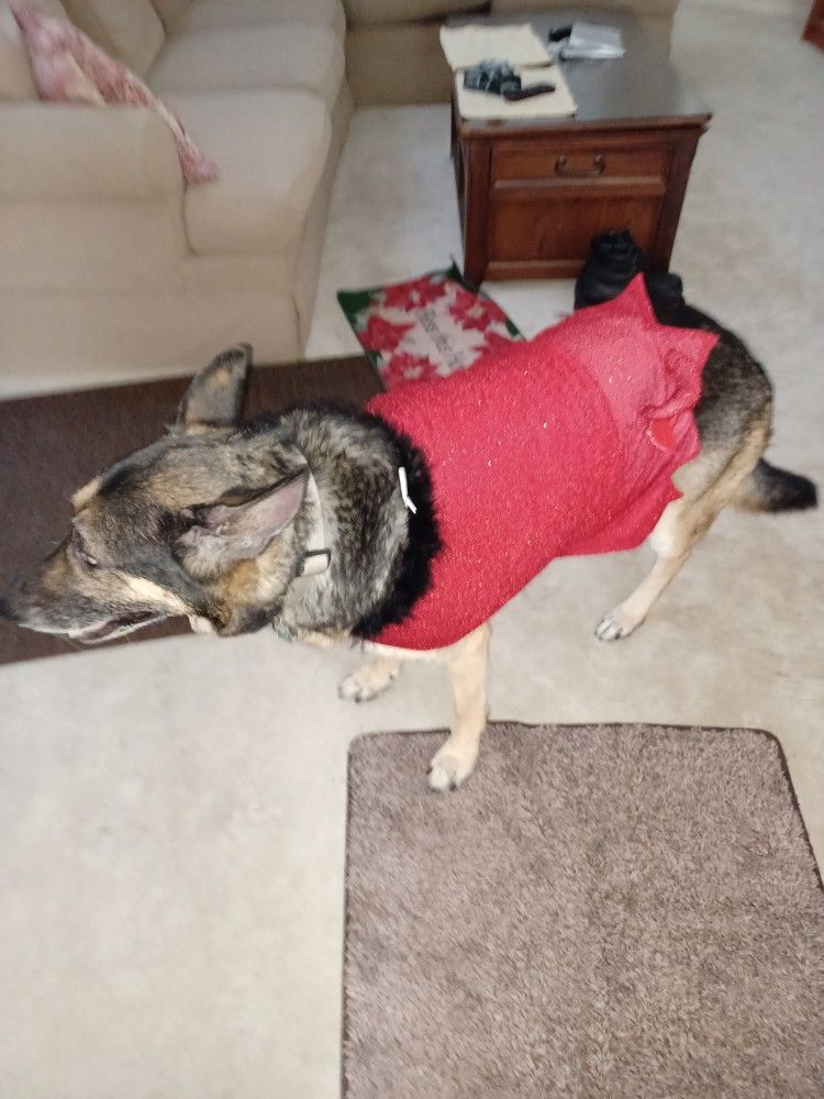 Dog Costume