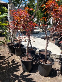 Caribbean Copper Plant