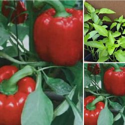 Red Bell Pepper Plants 