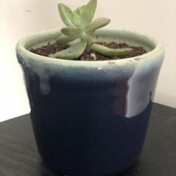 Sedum Succulent In Blue Pot