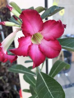 Desert rose to big plants 🌱