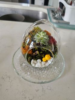 Glass Egg Shaped Terrarium