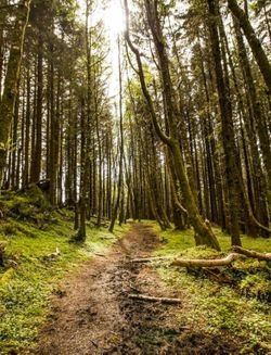 Therian Mask Commissions! (plz Read Description)