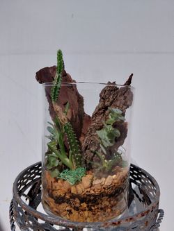 Cactus and Succulent Glass Terrarium