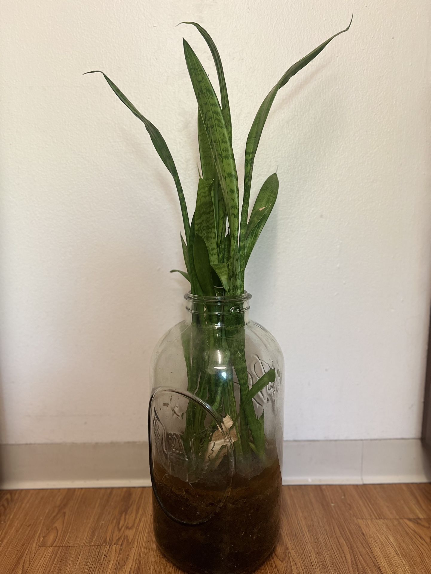 Snake Plant In Glass jar
